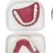 Human Teeth Model - Dental Prostheses for Seniors | Denture Care & Cleaning Set - Buy Online on GoSupps.com