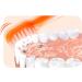Pretty Little Fox Extra Soft Manual Toothbrush for Toddlers Aged 4-12 | Individually Packaged Children's Body Care - Buy Online on GoSupps.com