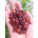 Crystal 97g Natural Rough rundum Stones and Minerals Reiki Crystal raw red Garnet for Making Jewelry - Buy Online on GoSupps.com