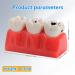 Buy Dental Caries Teeth Model - 4X Removable Tooth Decay & Pathology Display | International Shipping - Buy Online on GoSupps.com