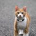 Didog Reflective Cat Neck Band with Adjustable Engraving | No Noise Stainless Steel ID for Kittens Cats & Small Dogs | XS Size Black (19-30cm) - Buy Online on GoSupps.com