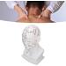 Acupuncture Point Head Model - 11.8 Inch PVC Facial Massage Meridians for Teaching & Learning - International Shipping Available - Buy Online on GoSupps.com