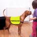 Nervous Dog Jacket Vest Rescue Dogs Anxious Dogs Scared Dogs Slogan Warning Vest (Nervous Dog Large) Nervous Dog L EU - Buy Online on GoSupps.com