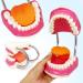 2023 Dental Teeth Care Model with Giant Toothbrush - Adult & Kids Demonstration Teeth Model - Buy Online on GoSupps.com