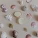 Earth Tu Face Lavender & Mint Lip + Body Balm Seashell Natural Hydrating & Moisturizing Balm for Lips & Skin Made With Organic Safflower Oil Beeswax Sunflower Seed Oil (Mother of Pearl White Shell) - Buy Online on GoSupps.com