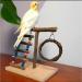XLpeixin Bird Playground Parrot Playstand | Exercise Perch Gym Stand for Small-Medium Birds | Portable Hang Swing Toys for Parakeets, Canaries, Cockatiels - Buy Online on GoSupps.com