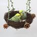 WACURRENTHYD Natural Rattan Nest Small Medium Large Bird Swing for Parrot Parakeet Cockatiel Conure Cockatoo Macaw Amazon African Grey Lovebird Finch Canary Budgie Cage Perch Toy (Small) - Buy Online on GoSupps.com