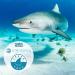 Stream2Sea Mask Defog & Squalane Oil with Vitamin E for Hydrated Skin, Hair, and Clear Diving Vision - Reef Safe, Paraben Free & Biodegradable - Buy Online on GoSupps.com