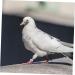 Sosoport 200 Pcs Pigeon Anklet Bird Supplies Chicken Tags Duck Charms Cuff Plastic White Chick Supplies 1.3X1.3CMx2pcs Whitex2pcs - Buy Online on GoSupps.com