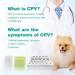 Yanzeo 10 Tests Canine Parvovirus Test Kit - CPV Rapid Home Test for Dogs | Veterinary Clinics | 10-Pack - Buy Online on GoSupps.com