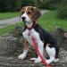 Adjustable Double Pet Trainer Leash - No Tangle Double Dog Leash for Dual Use | Weescie - Buy Online on GoSupps.com