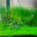 Live Aquarium Grass Seeds - Fast Growing Carpet & Mini Leaf Hair Grass for Freshwater Fish Tank - Buy Online on GoSupps.com