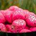 Fjuka Lurebait - Next Generation Floating Trout Bait | Superior Taste for Surface Fishing & Dropshot | International Shipping - Buy Online on GoSupps.com