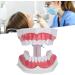 Verdant Touch Dentist Tooth Model | Dental Teaching Tools & 2X Magnification for Effective Dentist Training - Buy Online on GoSupps.com