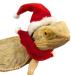 Petyoung reptiles hat scarf dishes set set for lizard bartagame gecko small animals christmas hat shell red leash dishes + scarf