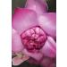 Khadi Pink Lotus Ayurvedic Elixir - 100ml Skin & Soul Oil | Vegan Natural & Moisturizing | Certified Organic Beauty - Buy Online on GoSupps.com