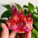 100g-200g Small Size Natural Red Aura Quartz Crystal Stone Geode Cluster 1pc Suitable for Home HOMEZHOU (Color : 1pc 145g-180g)