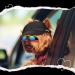 Adjustable Small Black Dog Hat with Chin Strap | Puppy Sun Hat for Spring and Summer | Pet Baseball Cap for Small Dogs - Buy Online on GoSupps.com