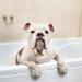 Iv San Bernard Trad Pek Conditioner 250 ml - Nourishing Dog Hair Care for All Breeds | International Shipping Available - Buy Online on GoSupps.com