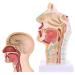 Human Nasal Anatomy Model Pathology Nose Otolaryngology Model Human Nasal Cavity Model Medicine Teaching