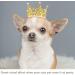BIPY 2Pcs Dog Crown Pet Birthday Hats Cat Tiara Crown Headpiece Gold Silver Princess Rhinestone Faux Pearl Birthday Cake Topper for Medium Large Puppy Cats Doggies Party Wedding Hair Accessories - Buy Online on GoSupps.com