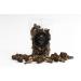 Dried Wild Morel Mushrooms 227g