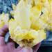 Natural Crystal Rough Home Decoration 400-800g Natural Yellow Ghost Phantom Quartz Crystal Cluster Specimen Home Decoration Office Living Room Crystal Decora Stones (Size : 700-800g)