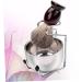 Buy Ipet Boom 3ST Roof Hair Brush & Razor Brush Set - Mustache Holder & Shaving Bowl | Premium Bamboo Shaving Tools for an Effortless Grooming Experience - Buy Online on GoSupps.com