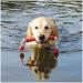 Dog Activity Mot-Long Floats - Durable 20 cm & 42 cm Dog Toys for Fun Playtime | International Shipping Available - Buy Online on GoSupps.com