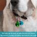 Cat Bells for Collars Loud Dog Bells for Collar 14 Pcs Colourful Pet Bells for Collars Small Cat Bells Collar Charms with Lobster Clasp Puppy Loud Bell Pendant for Dog Cat Collar DIY Craft - Buy Online on GoSupps.com