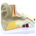 Body Model Ear Anatomy Model Anatomical Human Ear-Neck-Nose-Ear Model Enlarge Training Aid 3-Fold