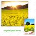 200 Seeds/Packs Plants in potio Yellow Flourishing of The Oil Oil rapeseed Edible rapeseed