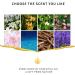 Water-Soluble Aromatherapy Diffuser for Essential Oils | 3 Pack of 10ml | 19 Aroma Types | FreeSie Air Humidifier - Buy Online on GoSupps.com