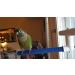 Polly's Small Sandy Window and Shower Bird Perch - Ideal for Small Birds - Buy Online on GoSupps.com