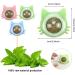 Fantasyon 3 PCS Catnip Balls Toy for Cats Edible Wall Ball Rotatable Natural Catnip Roller Ball Cat Teeth Cleaning Interactive Toy for Indoor Cats Playing Chewing (blue green pink) Blue Green Pink-3pcs - Buy Online on GoSupps.com