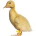 Sosoport 100pcs Disposable Chicken Leg Ring Labels Chicken Bands Farm Marker Tools Guinea Plastic 3x1.8cm Yellow - Buy Online on GoSupps.com