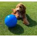 Boomer Ball - Indestructible Dog Ball for Energetic Dogs | Durable & Waterproof | 25cm - Blue or Red - Buy Online on GoSupps.com