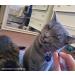 Meowijuana King Size Silvervine Sticks Bundle - Natural Matatabi Chew for Cats | High Potency Cat Treat | Dental Health | Catnip Alternative - Buy Online on GoSupps.com