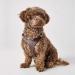 HUNTER Aalborg Leather Dog Harness - XS Dark Brown | Premium International Shipping - Buy Online on GoSupps.com