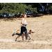 One Trail Hands Free Dog Lead | Durable Bungee Leash With No-Bounce Pack (Large Dog Black) Large Dog Black - Buy Online on GoSupps.com