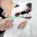 Molain Dog Toothbrush 360 Degree 2 Set Silicone Handle Cat Toothbrushes with Storage Box Puppy Dogs Pet Tooth Cleaning Kit (Pink+Blue) 1 count (Pack of 2) - Buy Online on GoSupps.com