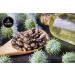 Naturevibe Botanicals Castor Oil 32oz - 100% Pure & Natural Castor Oil 32 Fl Oz (1 Pack) - Buy Online on GoSupps.com