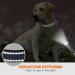 Taglory XL Dog Collar - Soft Padded Neoprene & Nylon Adjustable Reflective Collar for Extra Large Dogs - Gray (1 Pack) - Buy Online on GoSupps.com