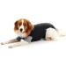 Buster Body Suit Classic Dog - Black/Grey 52cm T-L | International Shipping Available - Buy Online on GoSupps.com