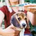 BV Medical AnimaTemps Dog Digital Thermometer - Accurate and Easy-to-Use - Buy Online on GoSupps.com