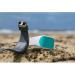 SHARKBANZ 2 Magnetic Shark Repellent Band - White/Seafoam | For Swimming, Surfing, Diving, Snorkeling & Ocean Sports - Buy Online on GoSupps.com