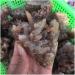 Decorative Crystal Natural Rough red Quartz Crystal Gemstone Cluster Reiki Crystal Stone Specimen Home Decor Crystal - Buy Online on GoSupps.com