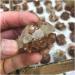 Natural Stone Minerals Aragonite Raw Quartz Point Selenite Rough Crystal Cluster Calcspar Minerals Specimen Gift Home Collections - Buy Online on GoSupps.com