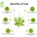 Tulsi Capsules 500 mg 60 Veg Capsules | Holy Basil Extract | Herbal Supplement | Plant-Based | Vegan-Friendly | No Preservatives | (Pack of 1) 60 Count (Pack of 1) - Buy Online on GoSupps.com