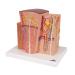 3B Scientific K13 Microanatomy Kidney Model 7.5-Inch Lengthx9.3-Inch Widthx10-Inch Height - Buy Online on GoSupps.com